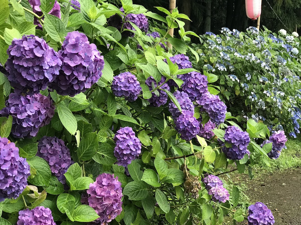 小野池あじさい公園