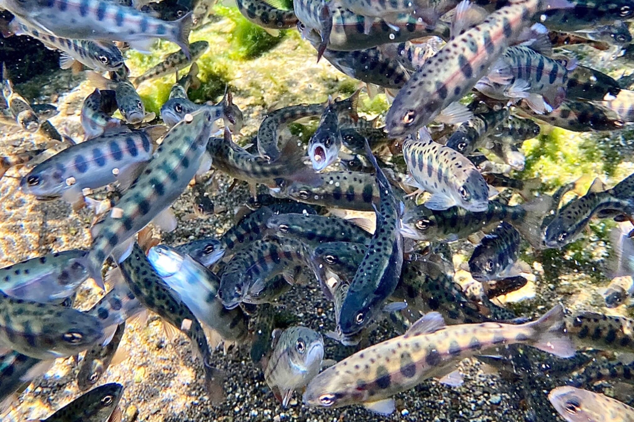 川魚グルメ館くるま